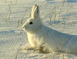 Baltasis kiškis (Lepus timidus)