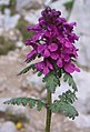 Brakteattna cvast Pedicularis verticillata.