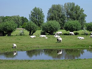 Idylle aan de Drüsusdijk (Drüsusdeich) tussen Rindern en Düffelward