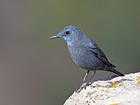 Male in January, Gamla Nature Reserve, Israel