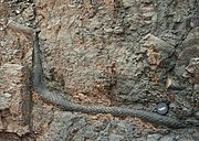 In situ Stigmaria fossil from the Joggins Formation (Pennsylvanian), Cumberland Basin, Nova Scotia, Canada