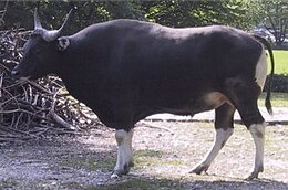 Bantengs (Bos javanicus)