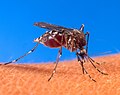 ネッタイシマカ Aedes aegypti