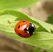 Coccinelle