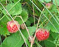 Jahody jahodníku trávnice (Fragaria viridis)