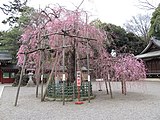 枝垂桜