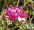 Rostblädderg Alpenroos (Rhododendron ferrugineum)