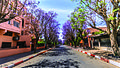 Rue de Guéliz plantée de jacarandas