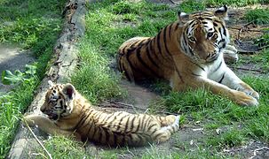 Siberian tigress with cub in captivity