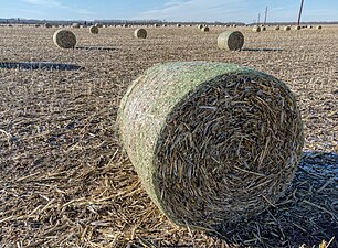 Baled cornstalks