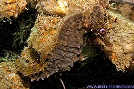 Hippocampus whitei