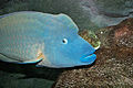 Humphead wrasse, Cheilinus undulatus, Melbourne Aquarium