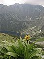 Enzian (Morskie Oko)