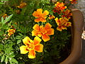 Tagetes patula