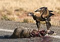 Wedge Tailed Eagle in Australia