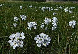 Aas-jürilill Cardamine pratensis