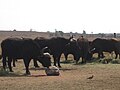 Bufali nella Rhino and Lion Reserve di Krugersdorp