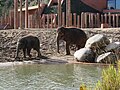 Asian elephants (Elephas maximus) in the grounds of the new Elephant House