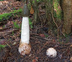 Harilik tanuseen Phallus impudicus