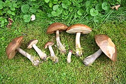 Leccinum scabrum JPG7.jpg