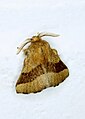 Forest Tent Caterpillar Moth