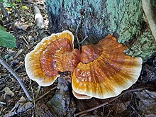 Lakkvaabik Ganoderma lucidum Foto: Sven Pruul