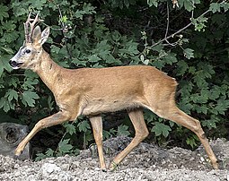 Cerf chevreuil (Capreolus capreolus).