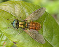 Chloromyia formosa