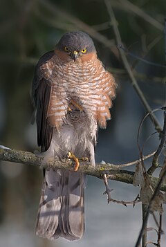 Paukštvanagis (Accipiter nisus)