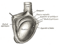 The right testis, exposed by laying open the tunica vaginalis.