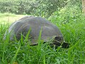 Galapagos tortoise