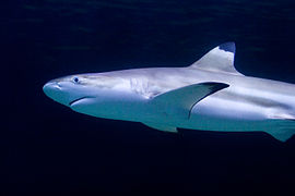 The black tip with a light border on the first dorsal fin is a key identifying trait of this shark