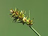 Valse voszegge (Carex otrubae)