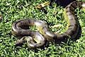 Green anaconda