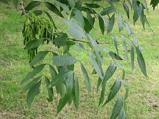 Ask (Fraxinus excelsior)