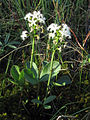 Menyanthes trifoliata