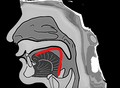 The shape of tongue when pronouncing ㄱ (g,k)