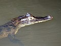 Spectacled Caiman in the Tortuguero National Park.