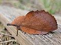 2. Een eikenblad op een stuk hout.