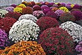 A chrysanthemum show