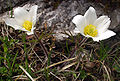 Alpenkoschellen (Pulsatilla alpina)