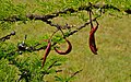 Vachellia (Acacia) drepanolobium seed pods.