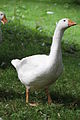 Domestic goose