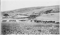 Horses at Jemmameh during WWI