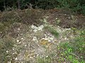 Lichen-rich sand heath north of Niederhaverbeck