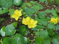 Kilpjas järveõis Nymphoides peltata