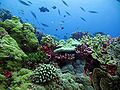 Image 1This coral reef in the Phoenix Islands Protected Area provides habitat for numerous marine species. (from Habitat)