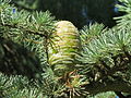 Cedrus deodara forms short shoots (from buds) along the long shoots.