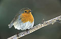 A favourite songbird, the European robin.