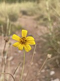 Red Rock sunflower